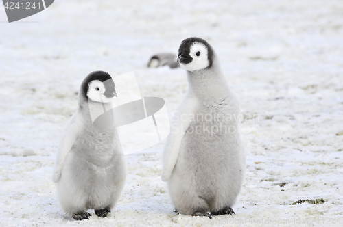 Image of Emperor Penguin chicks in Antarctica