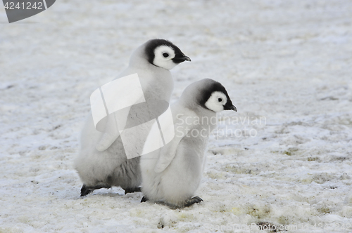 Image of Emperor Penguin chicks in Antarctica