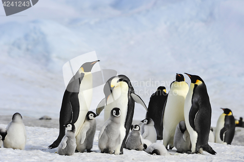 Image of Emperor Penguins with chick