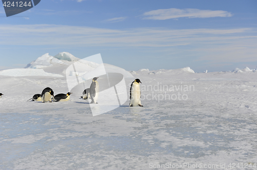 Image of Beautiful view of icebergs Snow Hill Antarctica