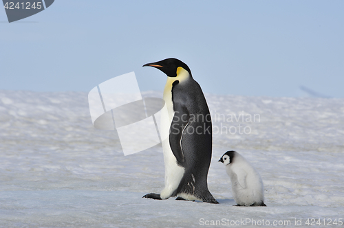 Image of Emperor Penguin with chick