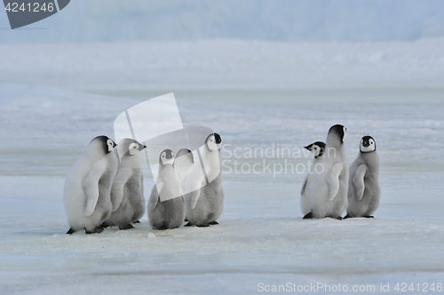 Image of Emperor Penguin chicks in Antarctica