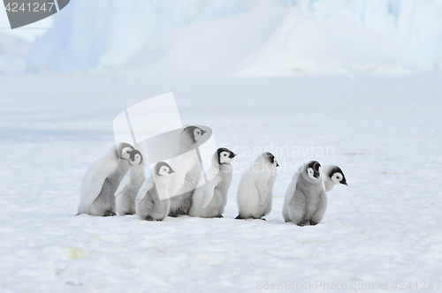 Image of Emperor Penguin chicks in Antarctica