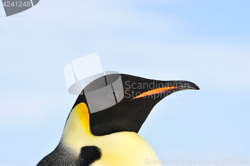 Image of Emperor Penguin close up