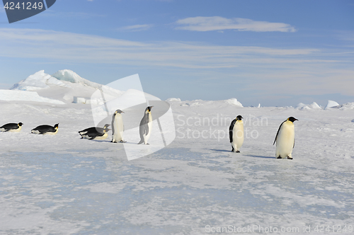 Image of Emperor Penguin on the snow