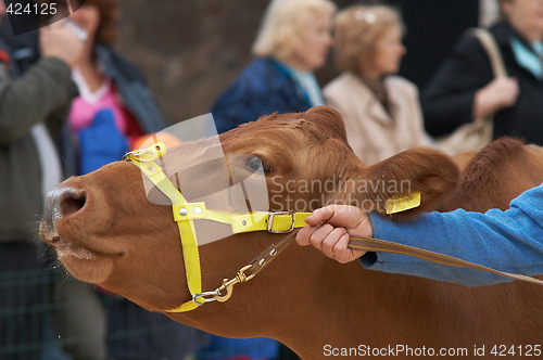 Image of cow portrait