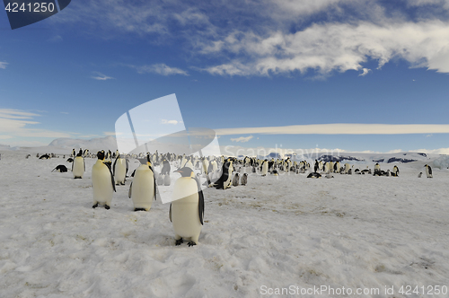 Image of Emperor Penguins on the ice