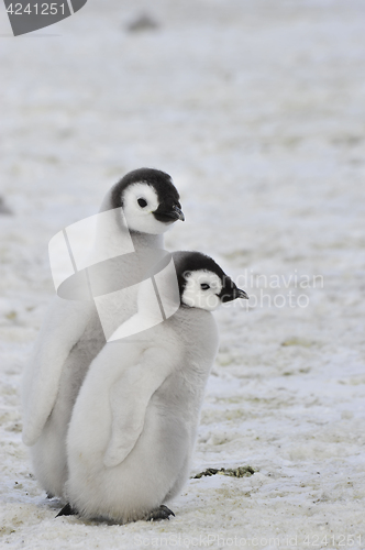 Image of Emperor Penguin chicks in Antarctica