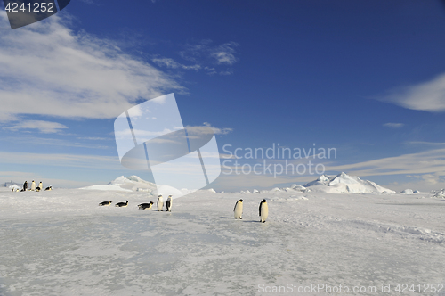 Image of Beautiful view of icebergs Snow Hill Antarctica