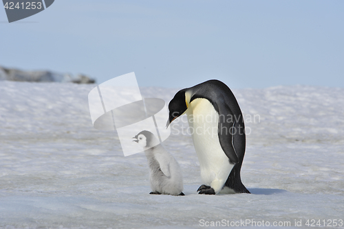 Image of Emperor Penguins with chick