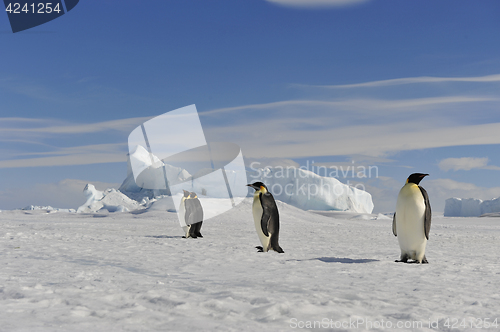 Image of Emperor Penguin on the snow