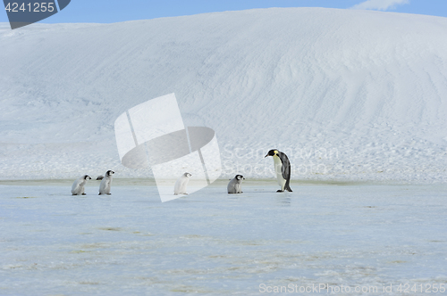 Image of Emperor Penguins with chick