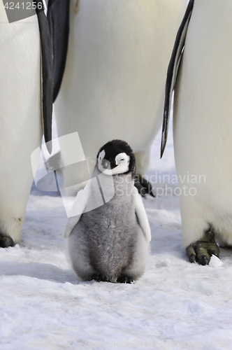 Image of Emperor Penguins with chick