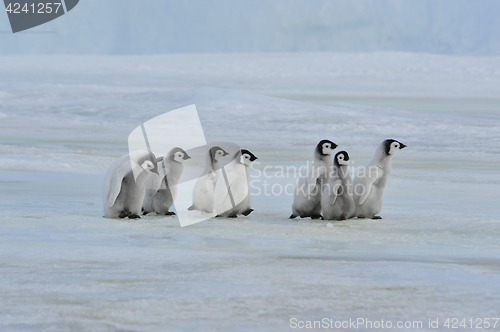 Image of Emperor Penguin chicks in Antarctica