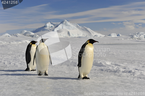 Image of Emperor Penguin on the snow