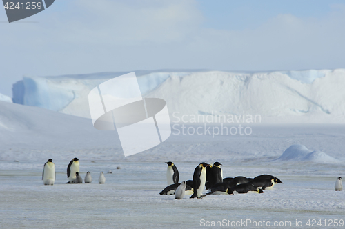 Image of Emperor Penguins with chick