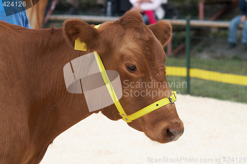 Image of cow portrait