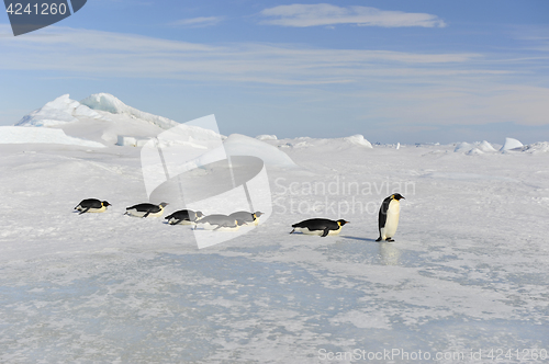 Image of Emperor Penguin on the snow