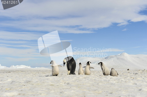 Image of Emperor Penguins with chicks