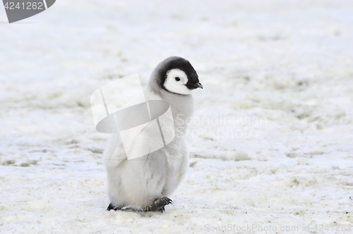 Image of Emperor Penguin with chick