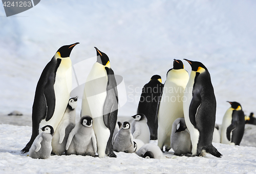 Image of Emperor Penguins with chick