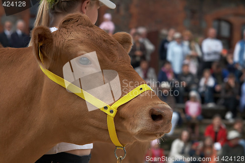 Image of cow portrait