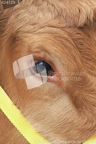 Image of cows eye