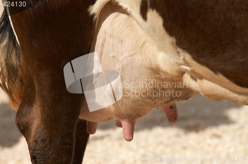 Image of Udder