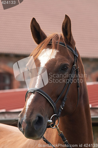 Image of Horse portrait