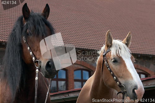 Image of Horse portrait