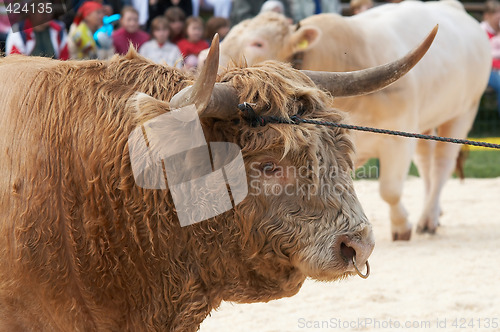 Image of highland cow portrait