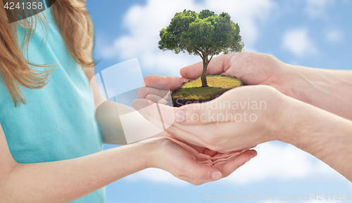 Image of close up of father and girl hands with oak tree