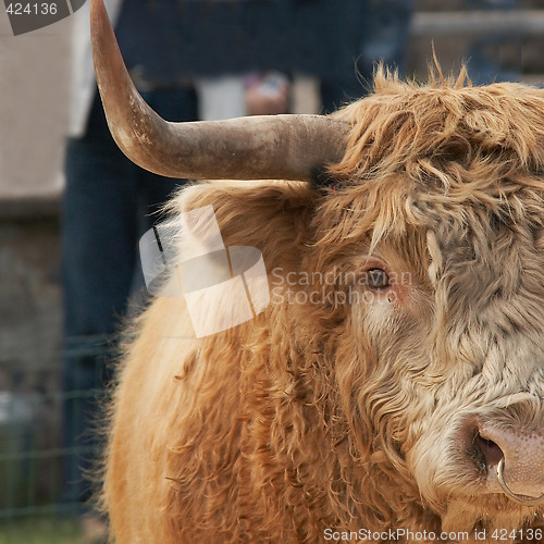 Image of highland cow portrait
