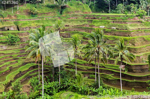 Image of rice plantation terrace on Sri Lanka