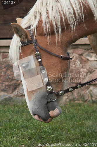 Image of Horse portrait