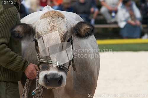 Image of cow portrait