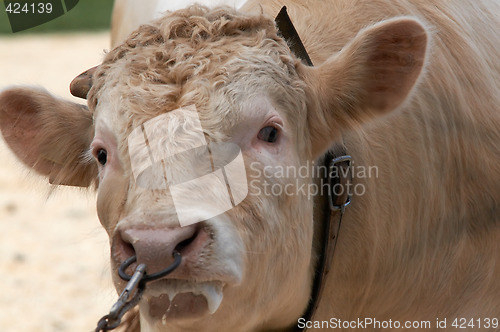 Image of angry bull