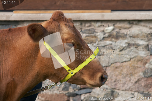 Image of cow portrait