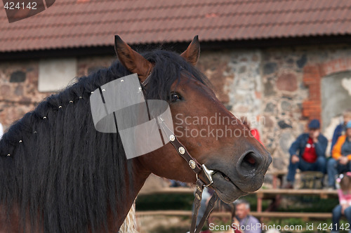 Image of Horse portrait