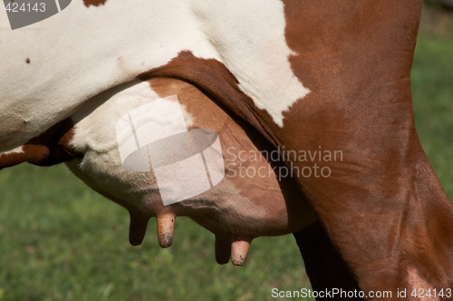 Image of Udder