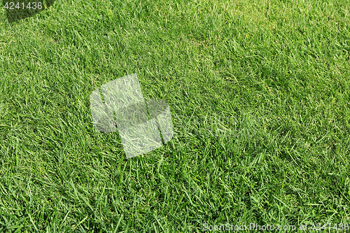 Image of Lush green grass on the soccer field