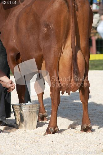 Image of Dairy cattle udder