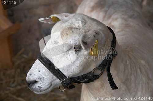 Image of Sheep portrait