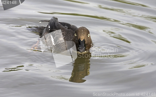 Image of Goldeneye