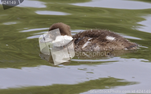 Image of Goldeneye Duckling