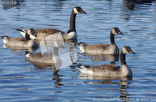 Image of Goose in the water