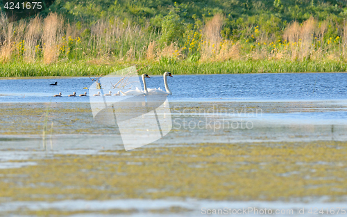 Image of Swan family on lake