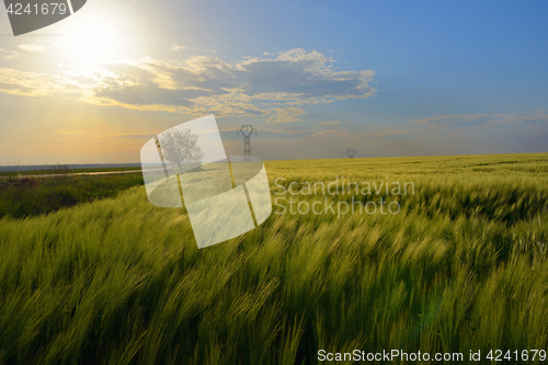 Image of Sunset over green rye field