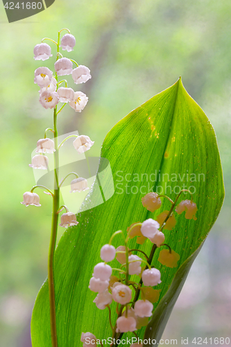 Image of Lily of the valley (convallaria majalis)