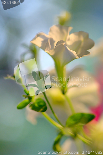 Image of Petunia flowers in summer time